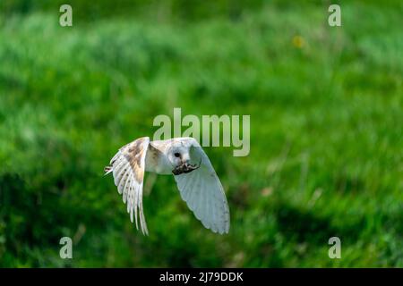 Gufo di fienile (Typto alba) che vola con un mouse in becco. Messa a fuoco selettiva Foto Stock