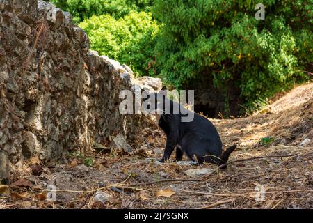 Un gatto nero in rovine di edifici nella città abbandonata di mystras, Peloponneso, Grecia Foto Stock