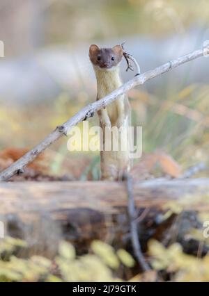 Weasel a coda corta (Mustela erminea). Parco Nazionale di Yellowstone, Wyoming, USA. Foto Stock