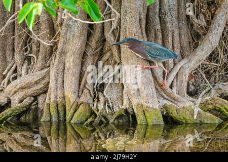 Erone verde (Butorides virescens). Everglades National Park, Florida. Foto Stock