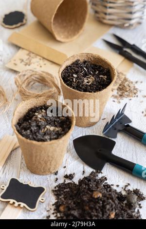 Semi di aneto, vasi biodegradabili e attrezzi da giardino primo piano. Pianta di casa, giardinaggio interno e germinazione semi di erbe, su tavola bianca di legno Foto Stock