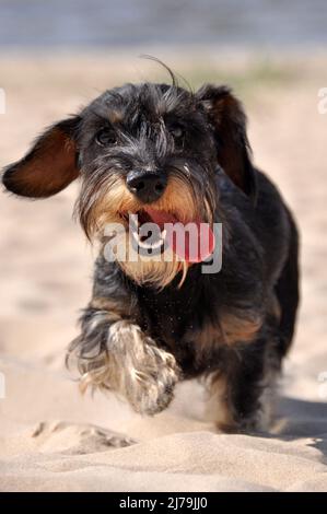 Dachshund cane che corre attraverso la sabbia sulla spiaggia Foto Stock
