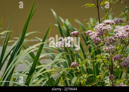 Parigi, an der Seine, Jardin d'Archipel, schwimmende Gärten // Parigi, Senna, Jardin d'Archipel, Giardini galleggianti Foto Stock