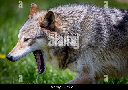 21 maggio 2021, Meclemburgo-Pomerania occidentale, Sternberg: Un Timberwolf addomesticato è fuori e circa nel suo recinto alla fattoria di Sternberger Burg Camel. Foto: Jens Büttner/dpa Foto Stock