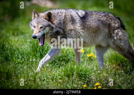 21 maggio 2021, Meclemburgo-Pomerania occidentale, Sternberg: Un Timberwolf addomesticato è fuori e circa nel suo recinto alla fattoria di Sternberger Burg Camel. Foto: Jens Büttner/dpa Foto Stock