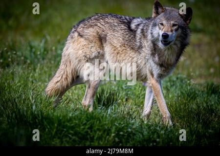 21 maggio 2021, Meclemburgo-Pomerania occidentale, Sternberg: Un Timberwolf addomesticato è fuori e circa nel suo recinto alla fattoria di Sternberger Burg Camel. Foto: Jens Büttner/dpa Foto Stock