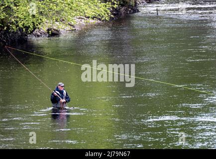 Pescatore in piedi nel fiume Tummel a Pitlochry, Perthshire, Scozia. Foto Stock