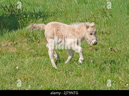 Galoppante giovane leggero palomino Shetland pony su un prato. Visto a Wilsum, Germania Foto Stock