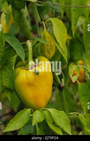 Su un cespuglio cresce un grosso peperone giallo, su di esso siede un grosso coleottero verde Foto Stock