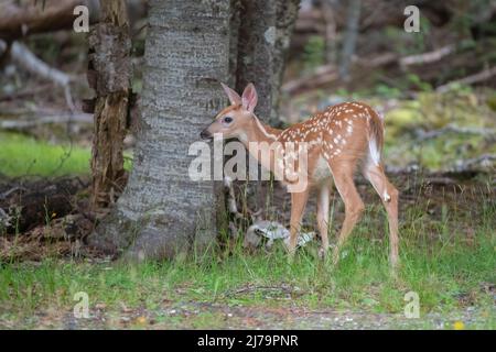 White-Tailed Deer (Odocoileus virginianus). Parco Nazionale di Acadia, Maine, Stati Uniti d'America. Foto Stock