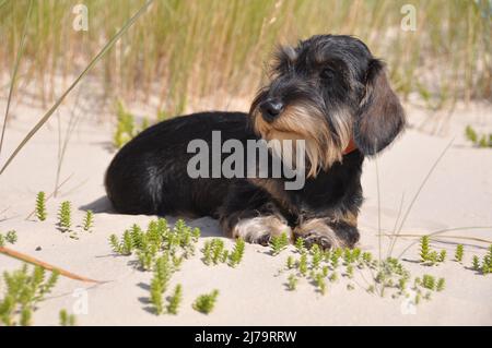 Filo capelli dachshund cane seduto su sabbia Foto Stock