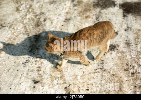 Gatto vagare fuori in inverno. Animali domestici senza proprietario. Gatto carino abbandonato. Foto Stock
