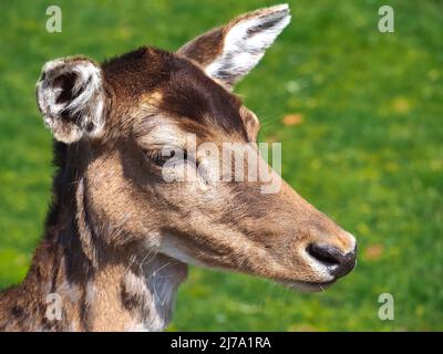 Primo piano di un capriolo selvatico Foto Stock