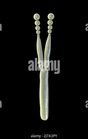 Phialide di fungo Aspergillus niger, illustrazione Foto Stock