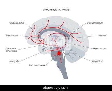 Acetilcolina via colinergica, illustrazione Foto Stock