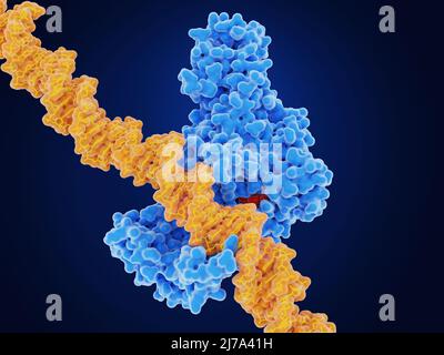 DNA metil transferasi--1 e DNA, illustrazione Foto Stock