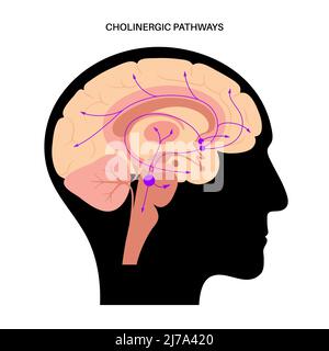 Acetilcolina via colinergica, illustrazione Foto Stock