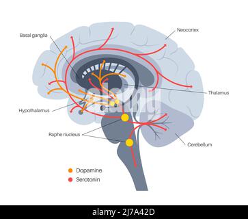 Via serotonina e dopamina, illustrazione Foto Stock