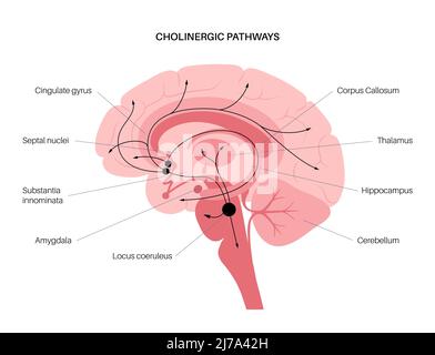 Acetilcolina via colinergica, illustrazione Foto Stock