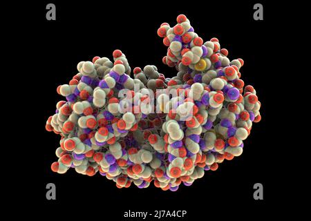 Pepsina molecola di enzima dello stomaco, illustrazione Foto Stock