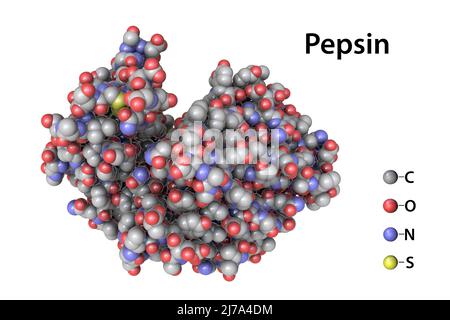 Pepsina molecola di enzima dello stomaco, illustrazione Foto Stock