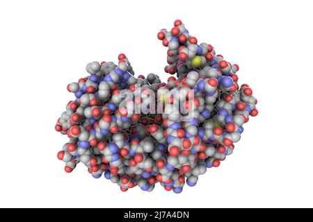 Pepsina molecola di enzima dello stomaco, illustrazione Foto Stock