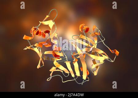 Pepsina molecola di enzima dello stomaco, illustrazione Foto Stock