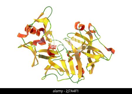 Pepsina molecola di enzima dello stomaco, illustrazione Foto Stock