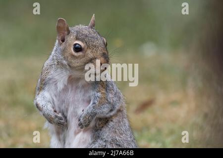 Scoiattolo dall'aspetto carino che si chiede dove ha lasciato i suoi dadi Foto Stock