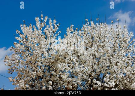 Grandi fiori bianchi di magnolia sui rami di un albero in fiore contro un cielo nuvoloso blu in un giardino botanico di primavera, parco. Boccioli delicati, petali ag Foto Stock