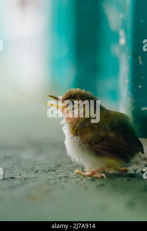 Vista laterale del Baby Tailor-Bird giro turistico i dintorni con Swallow Blur Foto Stock