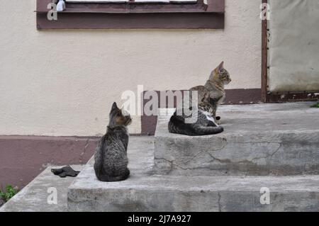 Tre gatti sul portico. Gatti all'esterno all'ingresso della casa Foto Stock