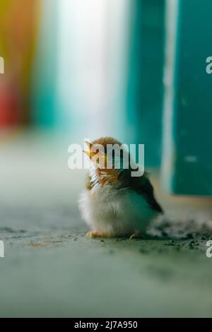 Vista frontale del Baby Tailor-Bird che visita i dintorni con Swallow Blur Foto Stock