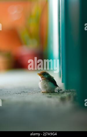 Vista frontale lunga del Baby su misura-uccello giro dei dintorni con swallow blur Foto Stock