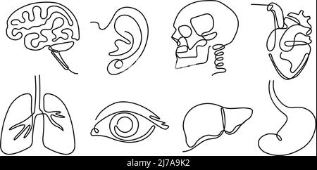 Una linea di organi umani. Minimo cranio, cervello e cuore. Occhio visivo, orecchio e polmoni dell'organo uditivo. Set di illustrazioni vettoriali disegnate a mano con fegato e stomaco Illustrazione Vettoriale