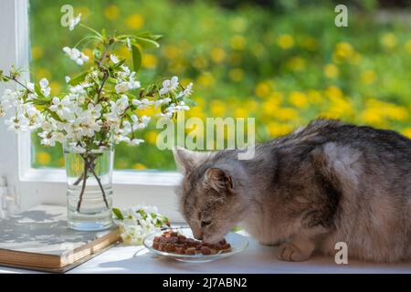 Carino gatto grigio mangia cibo umido dal piatto sul davanzale, primo piano. Gatto sano mangia cibo con appetito Foto Stock