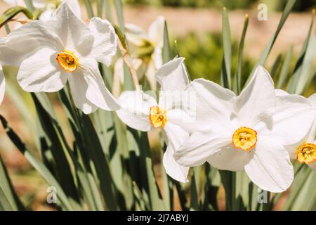 I naffodils bianchi belli crescono in un letto di fiori in tempo di sole Foto Stock