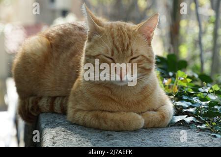 Ritratto di un gatto di zenzero di razza mista. Il gatto è teso fuori, ha occhi connived e gode il caldo sole primaverile. Gatto vagante che riposa nel parco. Foto Stock