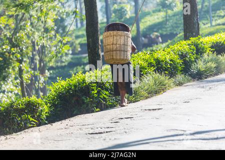 Donne locali che trasportano carichi nelle piantagioni di tè in Sri Lanka Foto Stock