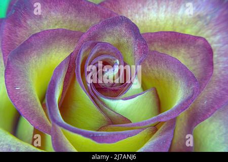 Un rosso orange bordato rosa dall'alto Foto Stock