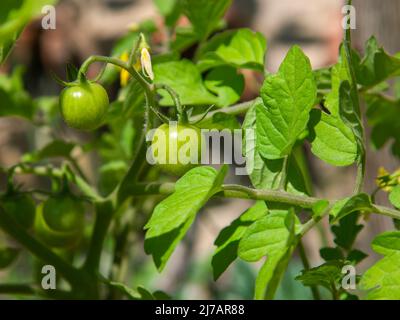 Coltivazione di pomodori ciliegini. Pomodori ciliegini verdi non maturi. Messa a fuoco selettiva e primo piano. Foto Stock