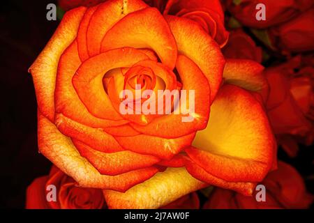 Una rosa di colore arancione si illumina in primo piano sopra altre rose arancioni in background fuori fuoco. Foto Stock