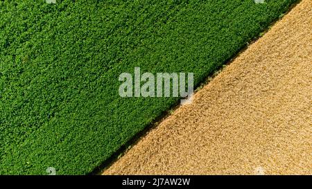 Vista aerea del drone sul confine tra il campo di grano giallo e il campo agricolo Foto Stock