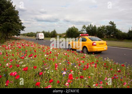 Fiori selvatici tradizionali piantati dal quartiere locale sui vergelli del trafficato A19 a York, Yorkshire, Inghilterra Foto Stock