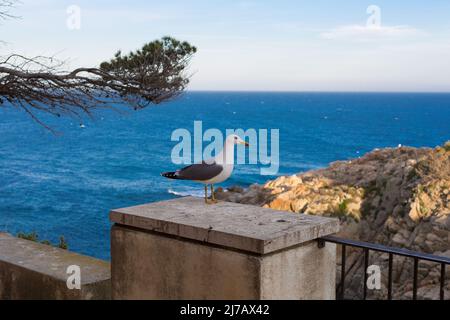 Gabbiano adulto che riposa molto vicino ad una scogliera nel Mar Mediterraneo. Foto Stock