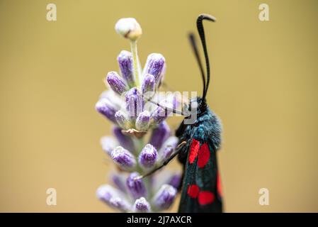 Un bellissimo burnet a sei punti, Zygaena lavandulae farfalla su un fiore di lavanda Foto Stock