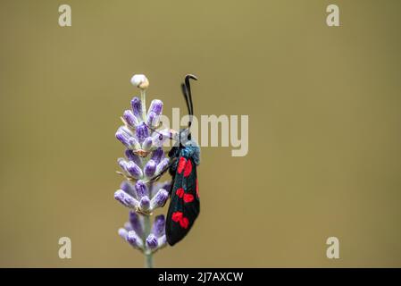 Un bellissimo burnet a sei punti, Zygaena lavandulae farfalla su un fiore di lavanda Foto Stock