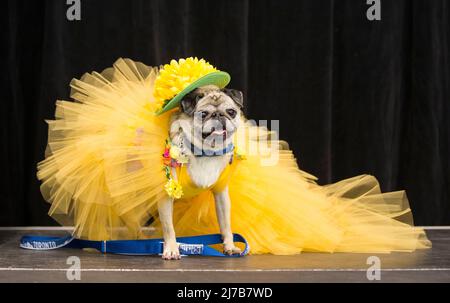 (220508) -- TORONTO, 8 maggio 2022 (Xinhua) -- un cane da compagnia vestito è visto sul palco durante il Dog Apparel Fashion Show a Toronto, Canada, il 7 maggio 2022. (Foto di Zou Zheng/Xinhua) Foto Stock