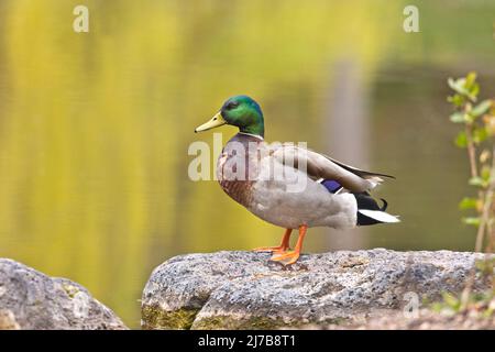 Un'anatra di mallardo maschile si erge su una roccia vicino ad un laghetto al Manito Park a Spokane, Washington. Foto Stock