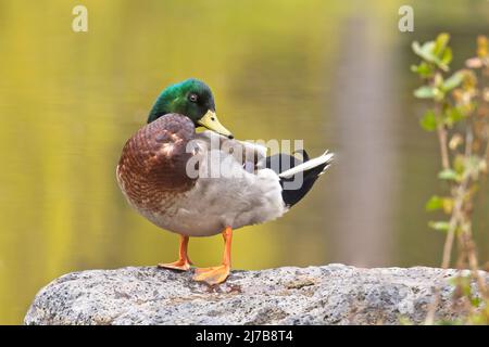 Un'anatra di mallardo maschile si erge su una roccia vicino ad un laghetto al Manito Park a Spokane, Washington. Foto Stock